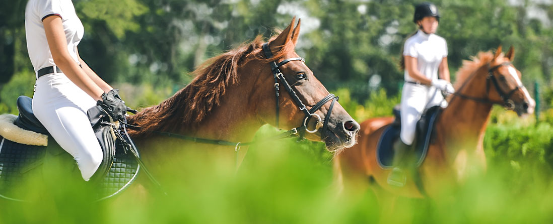 Pension pour chevaux