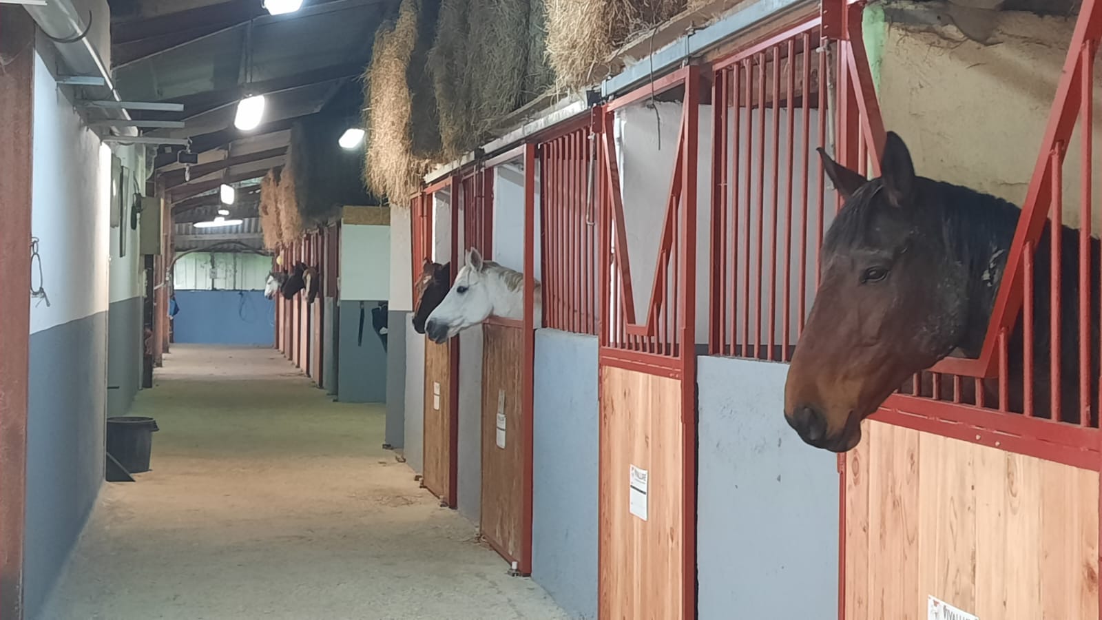 Pension pour chevaux Bénac