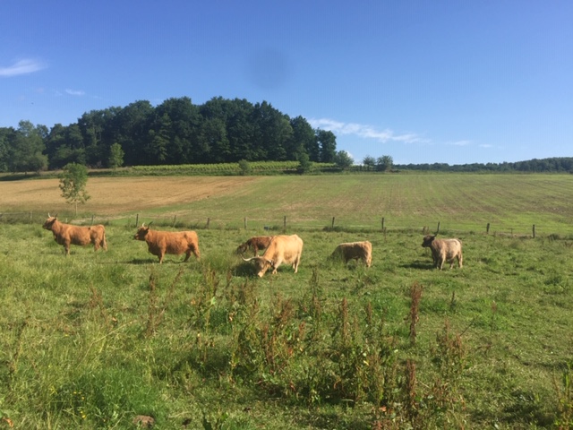Pension chevaux 